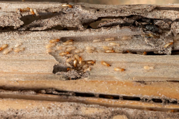 Pest Prevention Services in Piney Green, NC