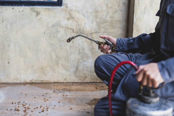 Best Rat Extermination Near Me  in Piney Green, NC